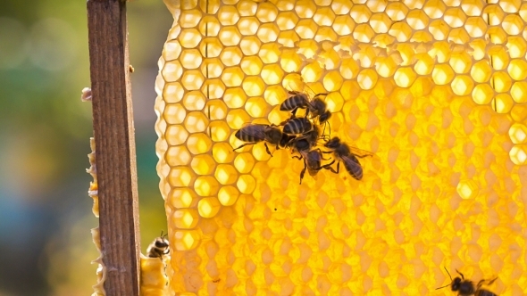 Group Of Honey Bees On Honeycomb