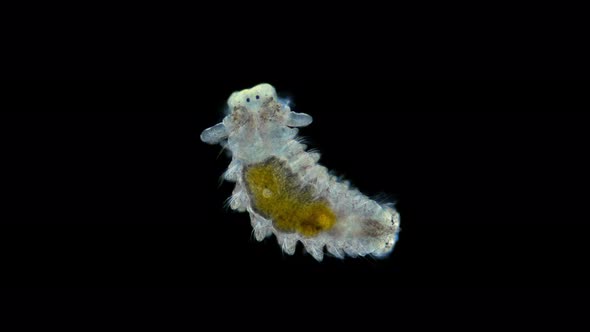 Latestage Worm Larva Nektoheta Under a Microscope Family Spionidae Class Polychaeta Have Two alt