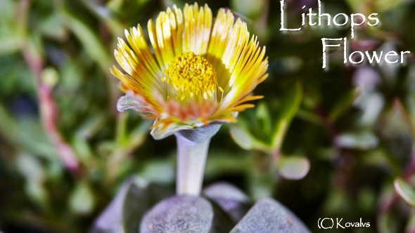 Opening Lithops Flower