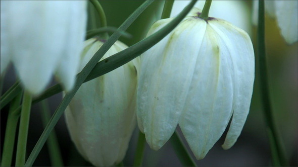 White Snowdrop Flowers  alt