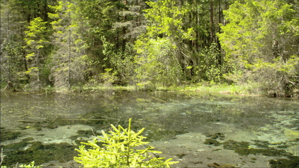 The Landscape View of the Spring and Woods alt