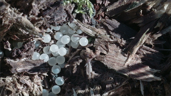 White Eggs of Snails alt