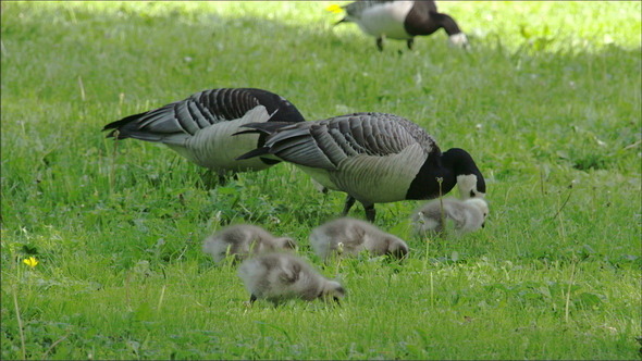 Three Goose and Four Goslings alt