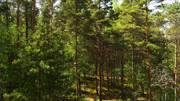 Lots of Tall Pine Trees alt