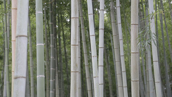 Bamboo with Wind 01 alt