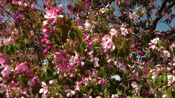 The Cherry Bloom Flowers  alt