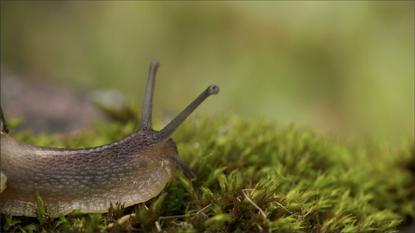 The Snails Head Getting Out of the Shell alt