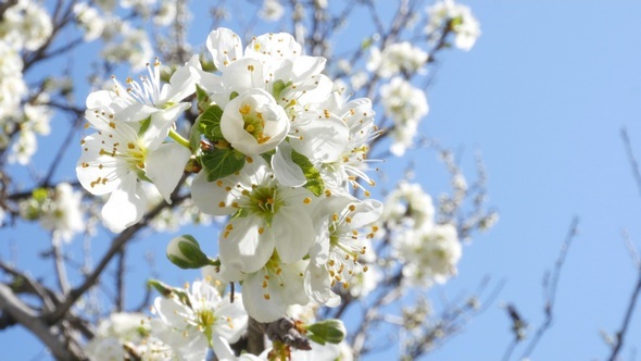Bees on White Blossomed Tree 3 alt