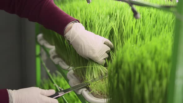 Woman Cuts Young Sprouts of Wheat, Closeup. alt