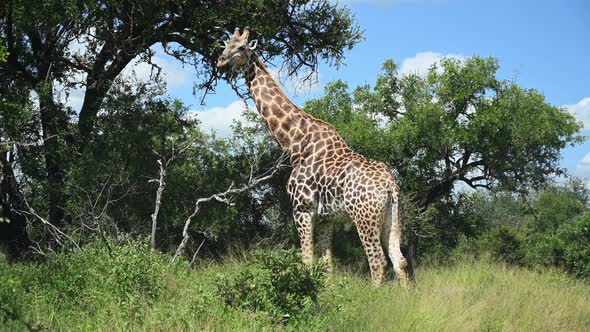 Wild Giraffe at Kruger Park Turns Head to Camera