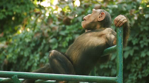 Funny Monkey Is Chilling Out in Zoo and Chewing in slow motion.