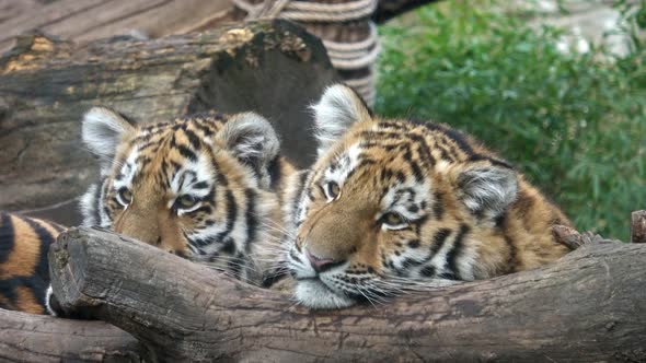 Siberian tiger, Panthera tigris altaica.Two tiger cubs