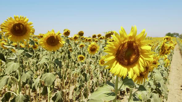 Beautiful Natural Plant Sunflower In Sunflower Field In Sunny Day 21 alt