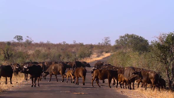 African buffalo in Kruger National park, South Africa alt