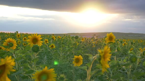 Field Of Sunflowers 1