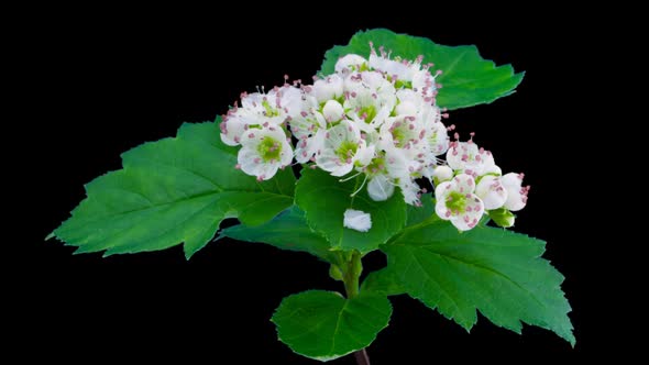 Whitethorn Tree Flowers Blooming
