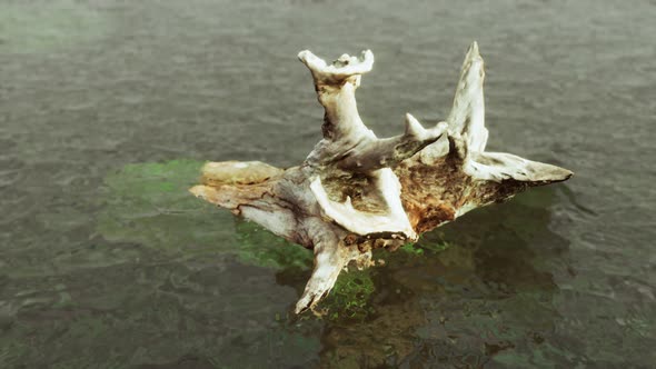 Isolated Dead Tree in the Water on the Beach in Black and White Loneliness alt