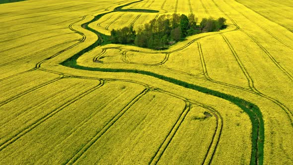 Aerial view of field of rapeseed in Poland countryside. alt
