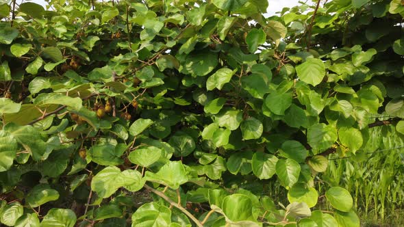 Kiwi Fruit Plant Agriculture Field alt