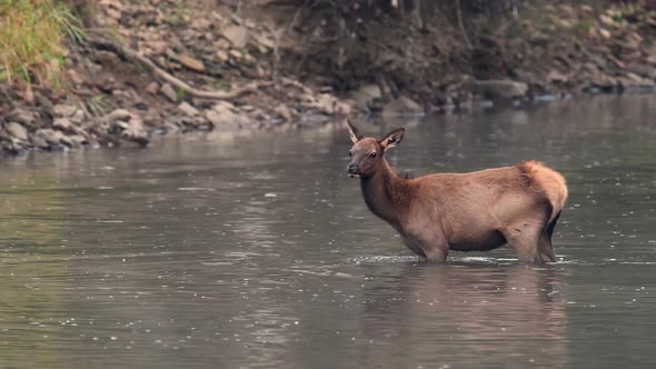 Elk Calf Crossing a River Video Clip in 4k