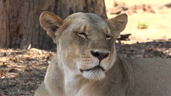 Relaxed Lioness Resting In The Shade In Chobe National Park, Botswana