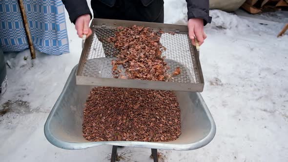 Man Sifts Nuts From Large Debris to Extract Cedar Nuts From Siberian Pine Cones