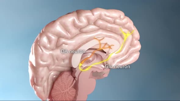 Internal structure of the brain neuron system alt