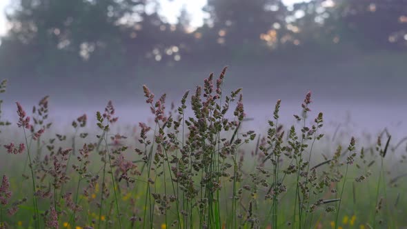 Peaceful morning field mist with Dactylis glomerata plant on foreground alt