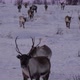 Herd of reindeers running towards the camera, Tromso, Norway, Arctic - VideoHive Item for Sale