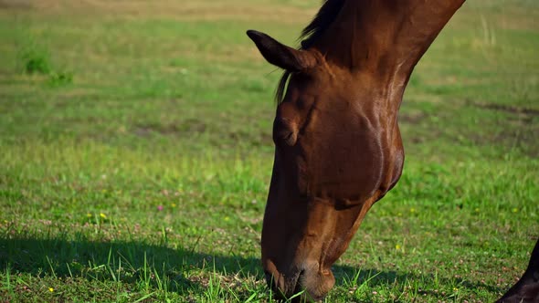 Horse's Eyes Blink Closeup the Horse's Muzzle Copy Space alt