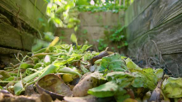 Runner bean pods being added to a compost heap in 60fps slow motion alt