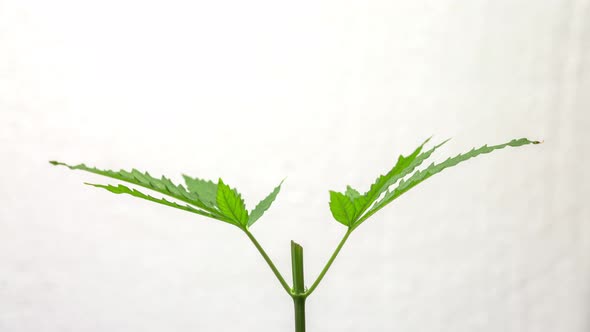 Time Lapse Video 4k For Planting Pruning Cannabis Plants To Increase Yields alt