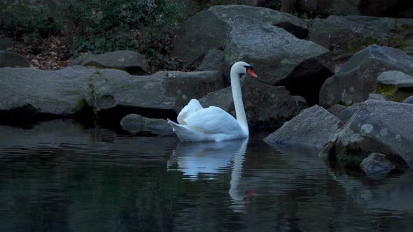 White Swan On a Pond