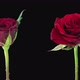 Time-lapse of opening and dying red Valentino roses - VideoHive Item for Sale