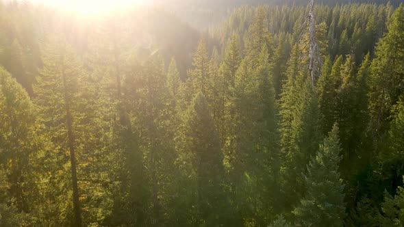 Flying over a forest in Oregon alt