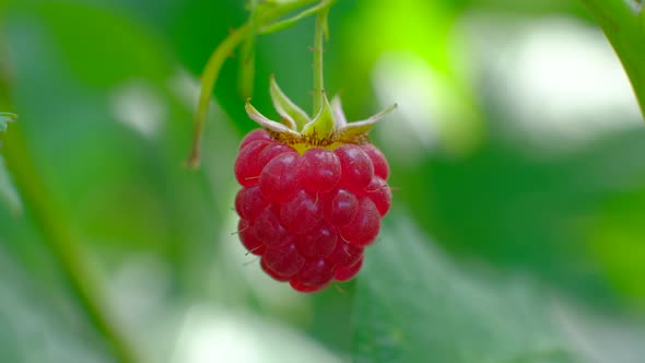 Hands of Farmer Pluck Red Raspberries From Green Bright Bush alt