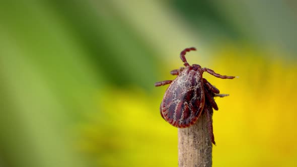 Male Bloodsucking Mite Crawling on a Dry Blade of Grass Outdoors Macro alt