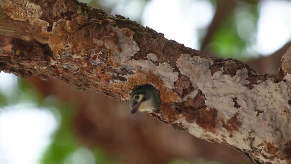Bird (Coppersmith barbet,Crimson-breasted barbet, Coppersmith, Megalaima haemacephala) alt