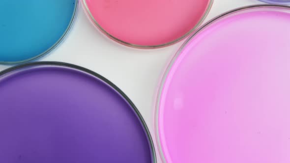 Fly Over Petri Dishes with Colorful Agar Media for Growing Bacteria in Microbiological Laboratory.  alt