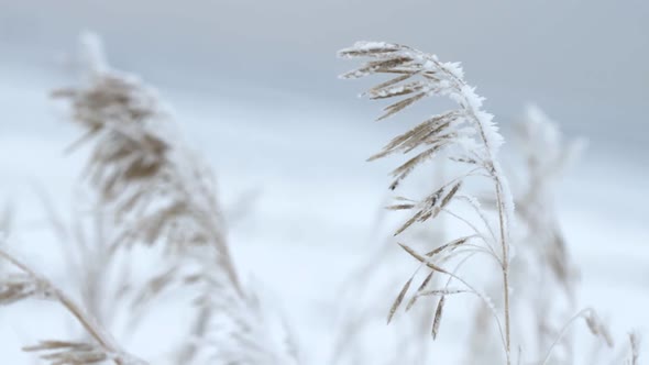 Reed Covered with Ice