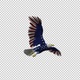American Eagle - USA Flag - Flying Transition - V - 316