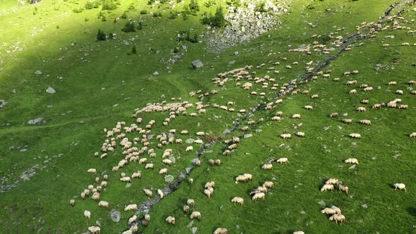 Aerial Shot of Sheep Herd Moving on Green Fields of Romania Grazing Lambs on Beautiful Meadows on
