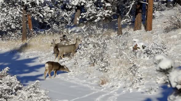 Herd of Mule Deer doesing along a snow covered hillside during the winter of Colorado alt