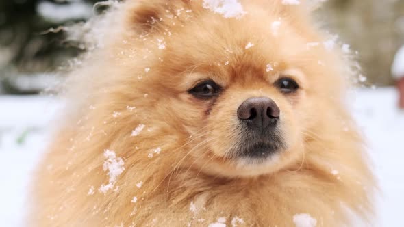 Pomeranian with yellow fur sitting on the snow and rising paw on the backyard alt