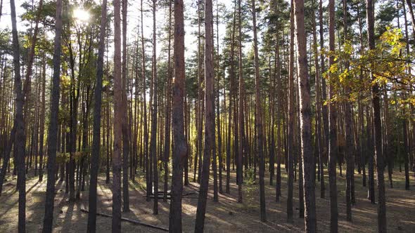 Autumn Forest with Trees By Day alt