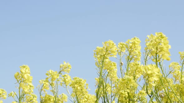 Yellow oilseed rape beautiful  flower on wind against blue sky 4K 2160p 30fps UltraHD tilting footag