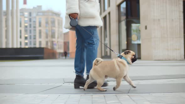 Dog Walker Strides with His Pet on Leash While Walking at Street Pavement alt