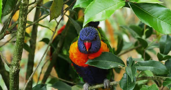 Rainbow Lorikeet, trichoglossus haematodus moluccanus, Adult standing on Branch, Real Time 4K alt