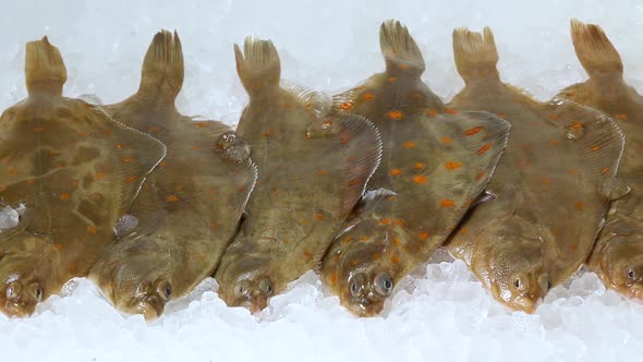 Fresh raw plaice on ice close up  alt