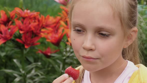 Child Eats Strawberries in the Garden